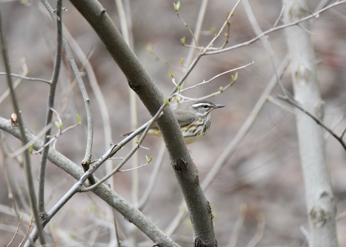 Louisiana Waterthrush - ML147785861