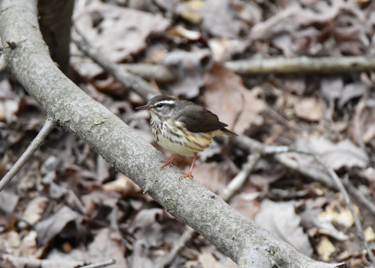 Louisiana Waterthrush - ML147785951