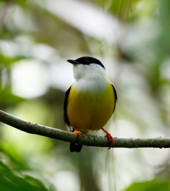 White-collared Manakin - ML147786351