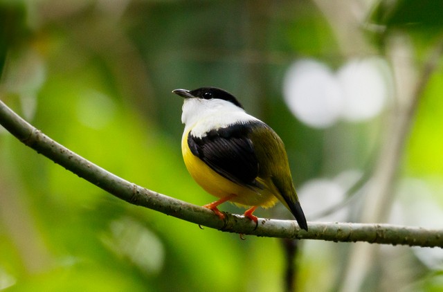 White-collared Manakin - ML147786431