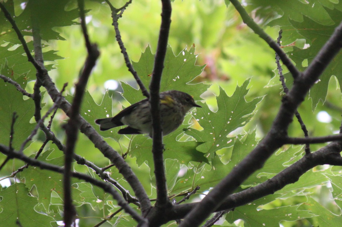 Yellow-rumped Warbler - ML147786921