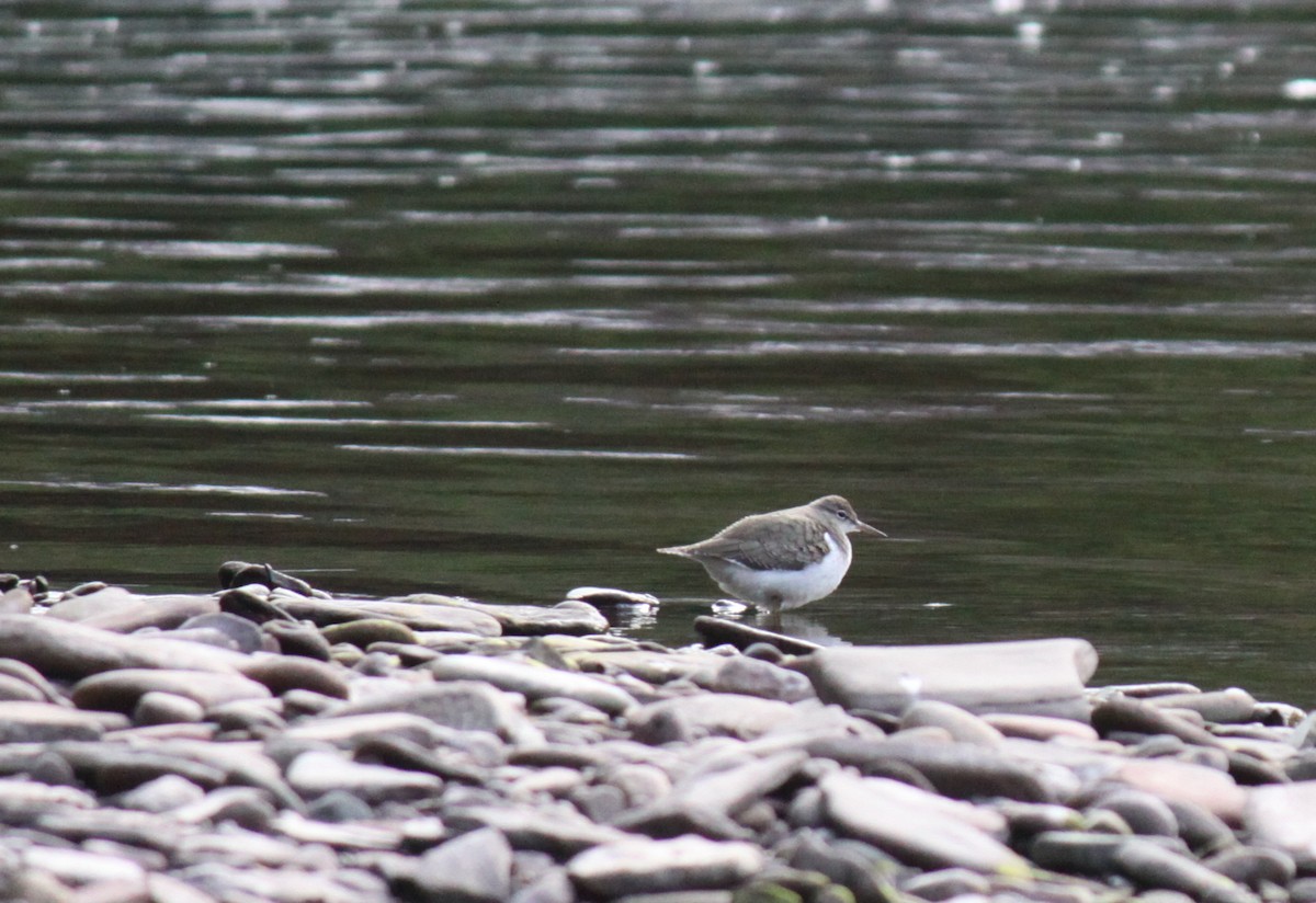 Spotted Sandpiper - ML147787041