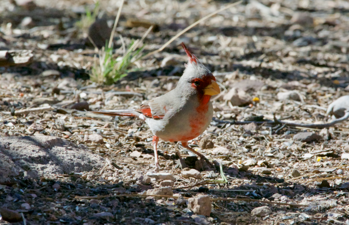 Cardinal pyrrhuloxia - ML147789531