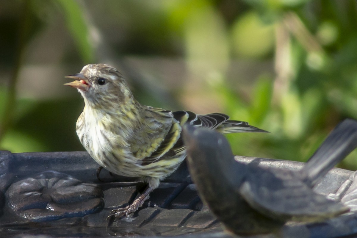 Pine Siskin - ML147790181