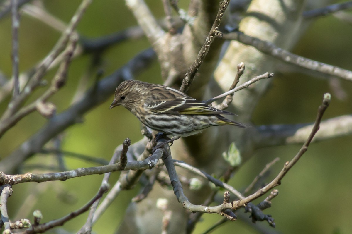 Pine Siskin - ML147790191