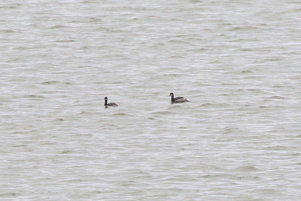 Eared Grebe - Lawrence Haller