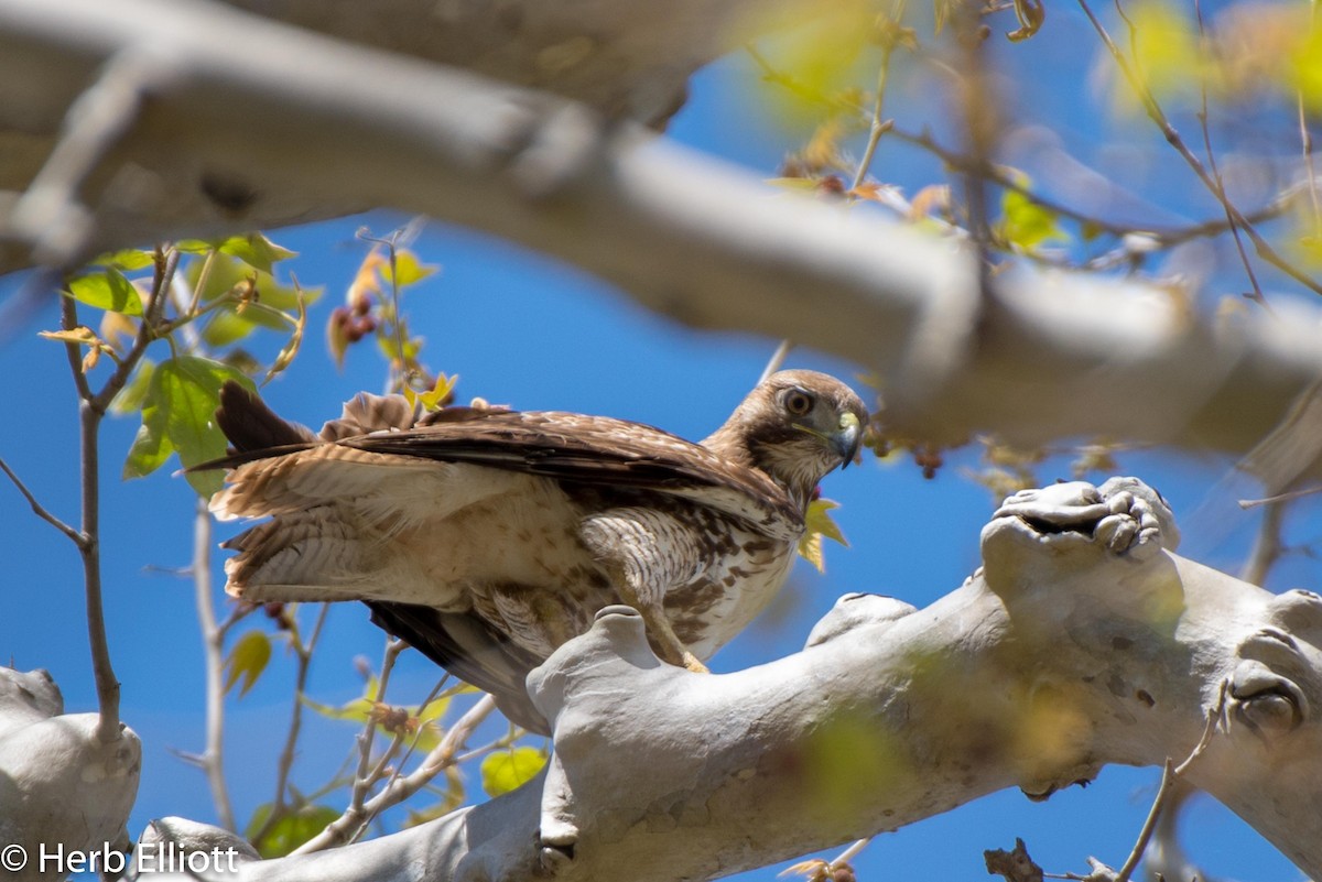Red-tailed Hawk - ML147791551