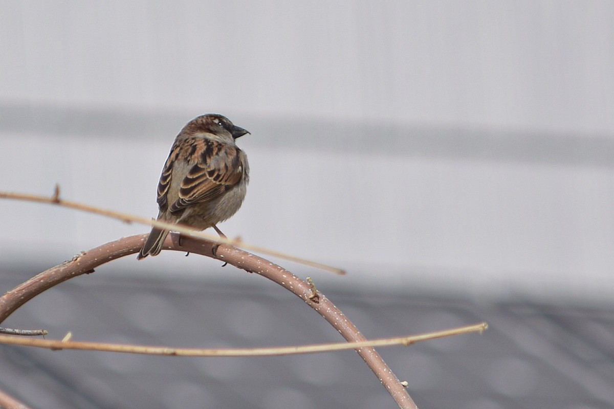 House Sparrow - ML147791931