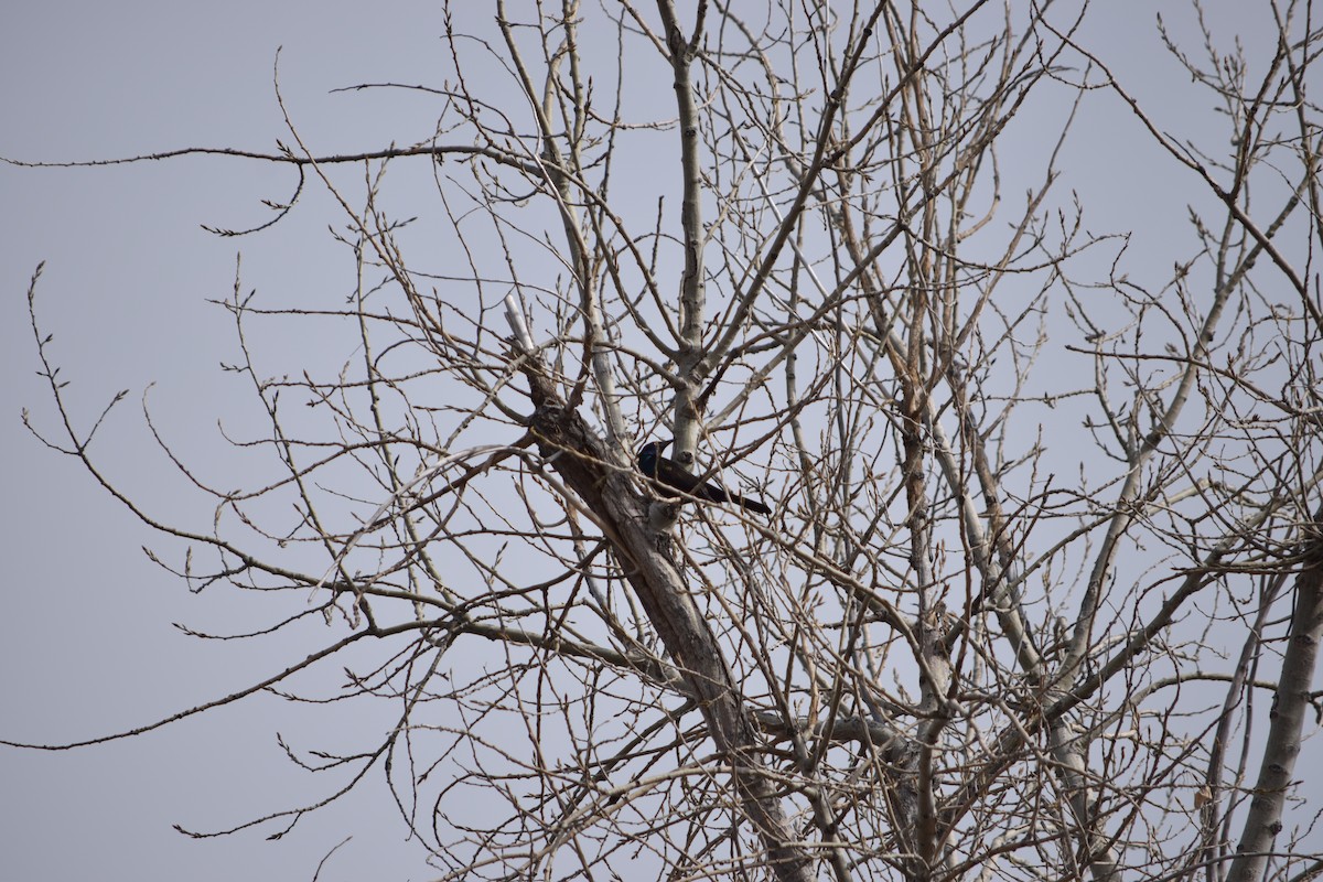 Common Grackle - Mark Minner-Lee 🦉