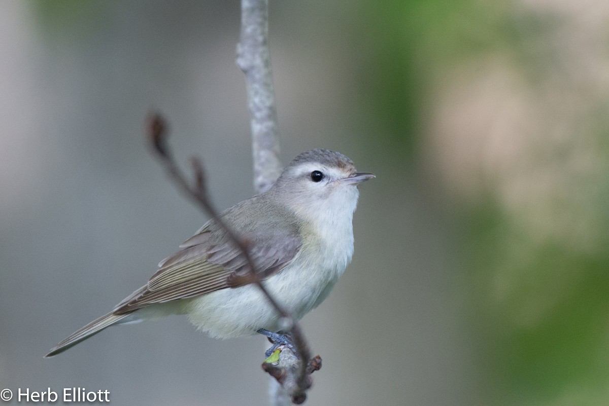 Warbling Vireo - ML147793831