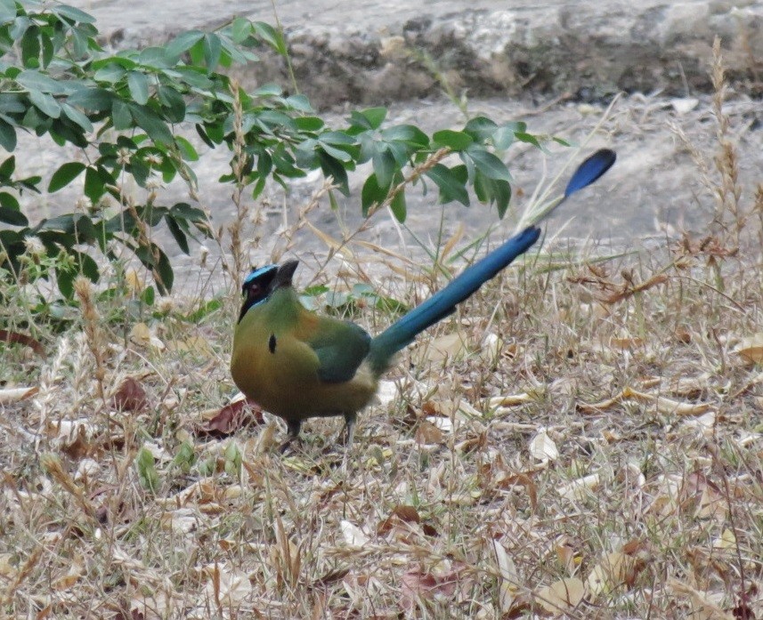 Diademmotmot - ML147794171