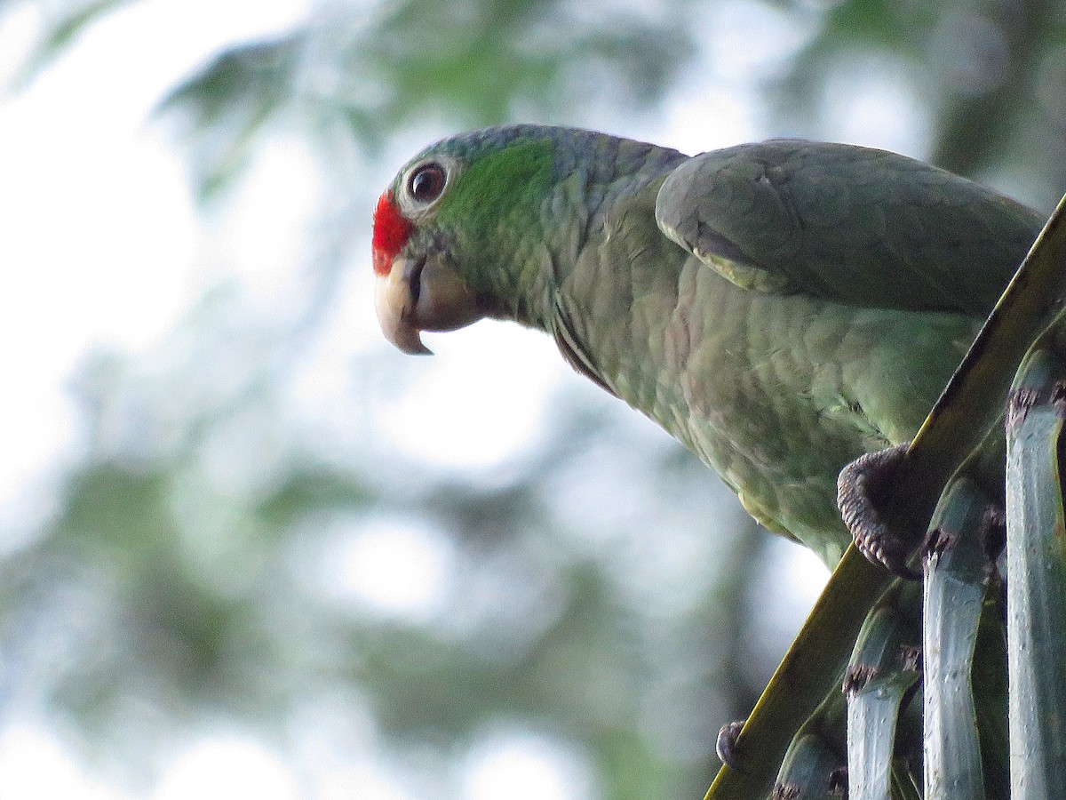 Red-lored Parrot - Kathy Carroll