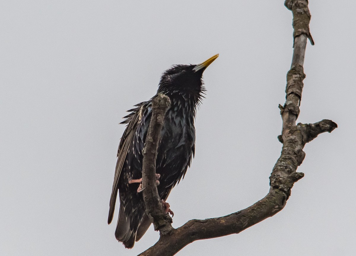 European Starling - ML147794851