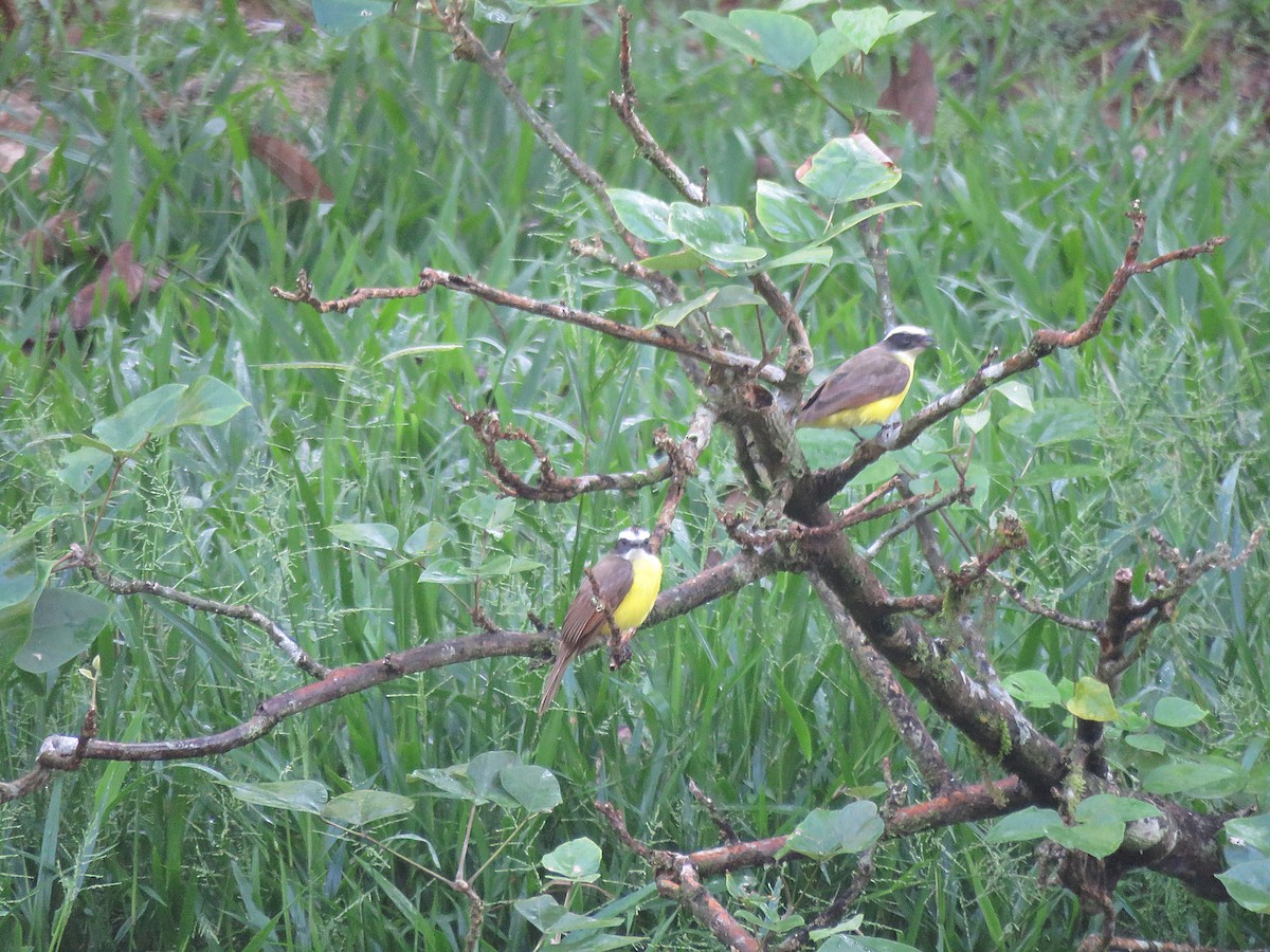 Rusty-margined Flycatcher - Kathy Carroll