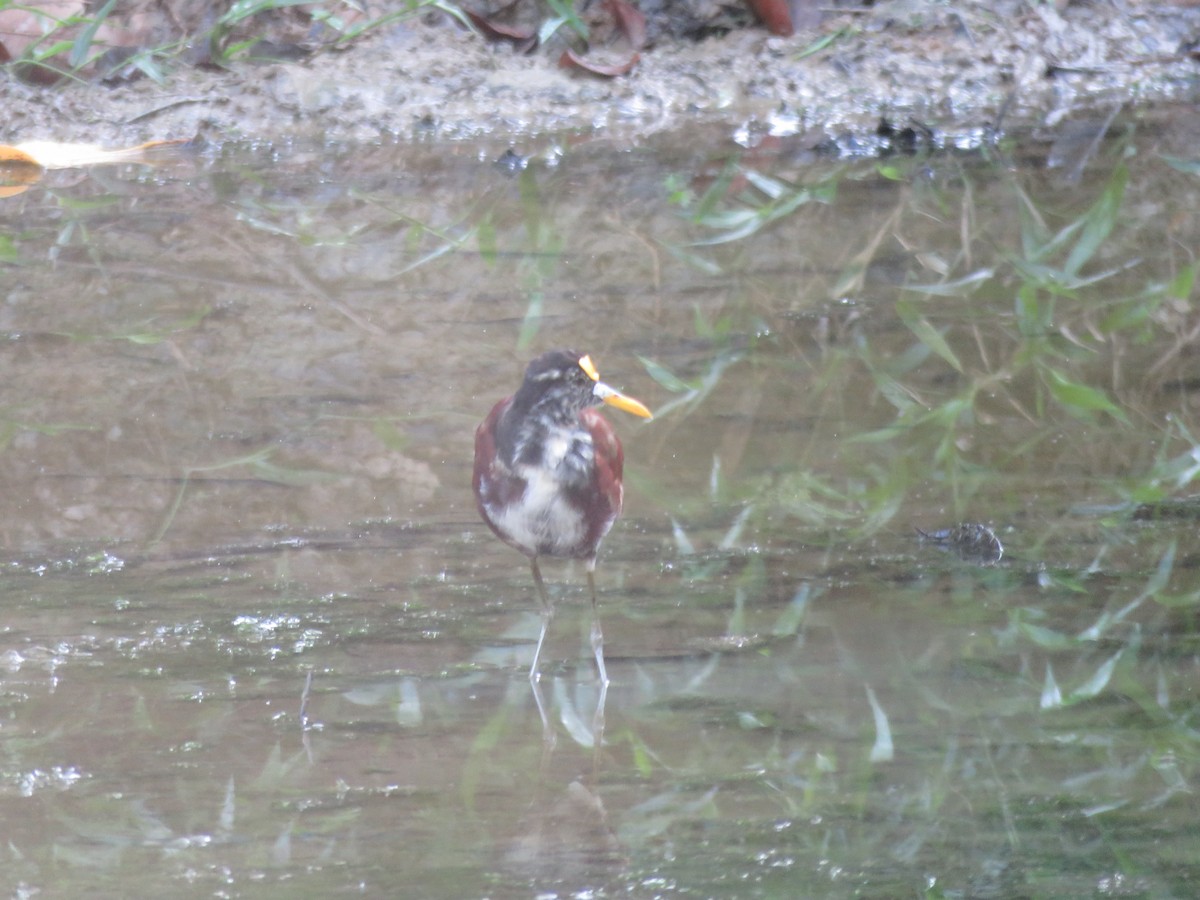 Northern Jacana - ML147795351