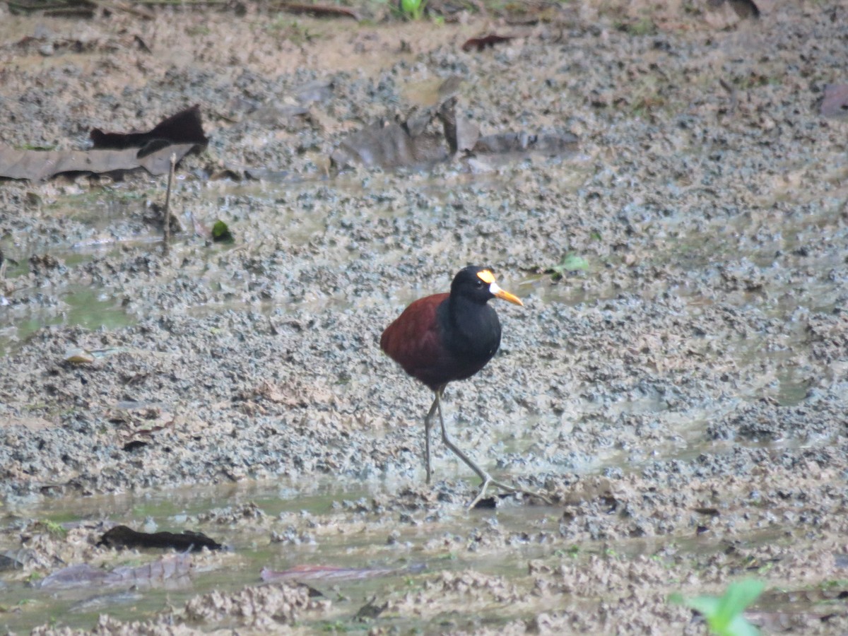 Northern Jacana - ML147795361