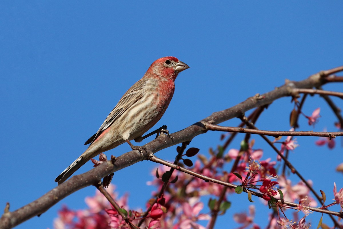 House Finch - ML147795561