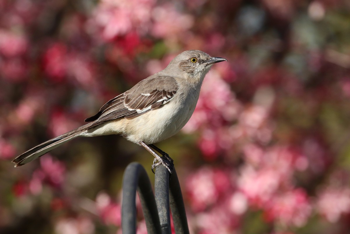 Northern Mockingbird - ML147795641