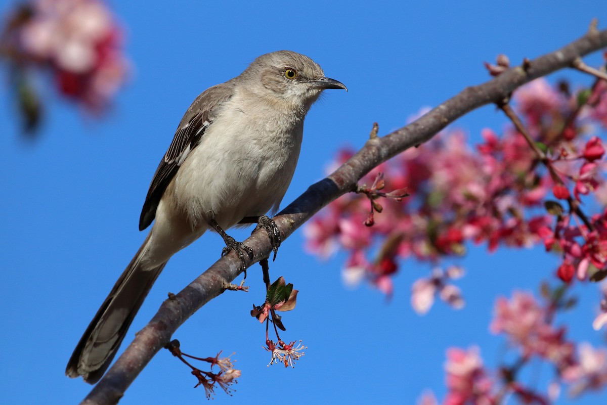 Northern Mockingbird - ML147795671