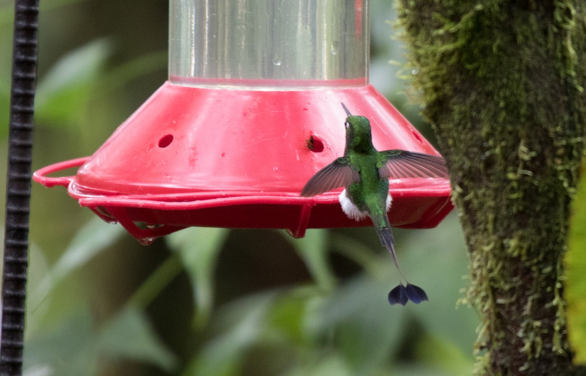 Colibrí de Raquetas Faldiblanco - ML147795751