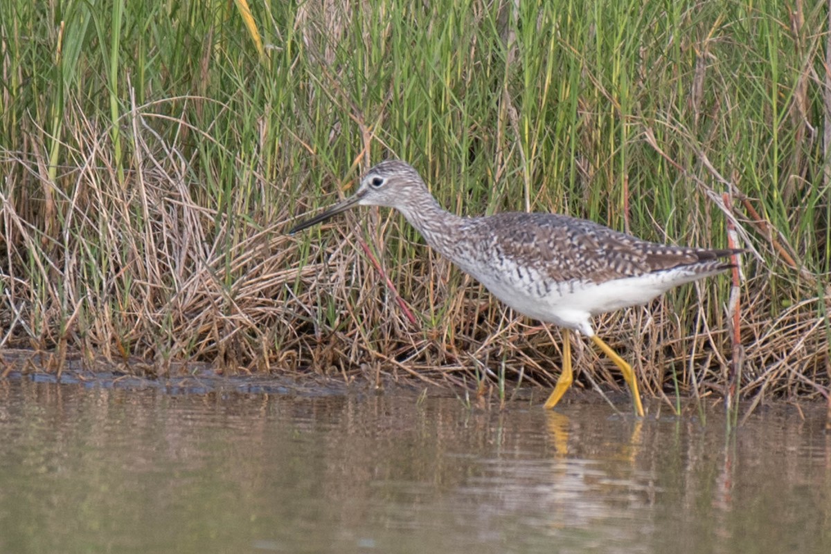 Greater Yellowlegs - Kayann Cassidy