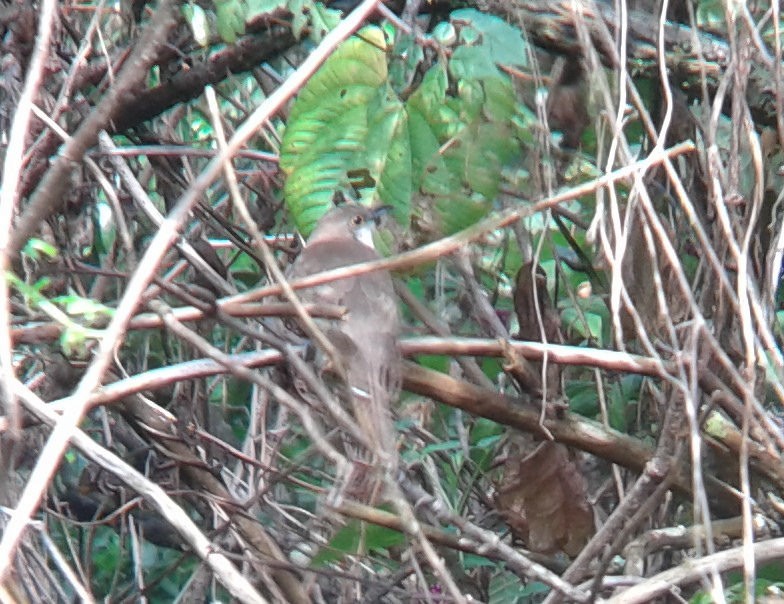 Black-billed Cuckoo - ML147797151