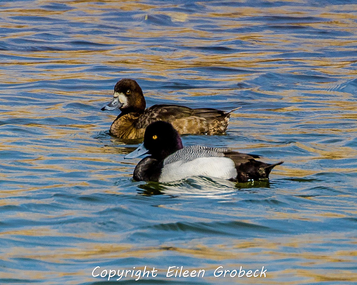 Lesser Scaup - eileen grobeck