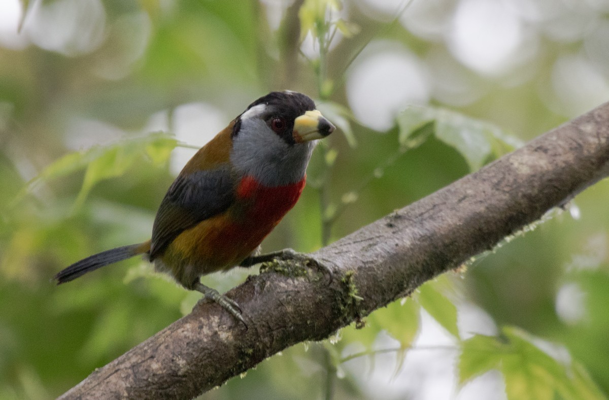 Toucan Barbet - ML147798781