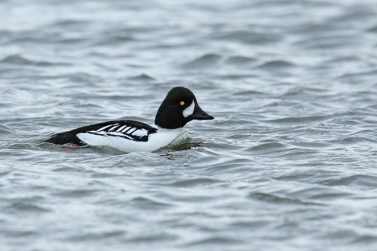 Common x Barrow's Goldeneye (hybrid) - Daniel Jauvin
