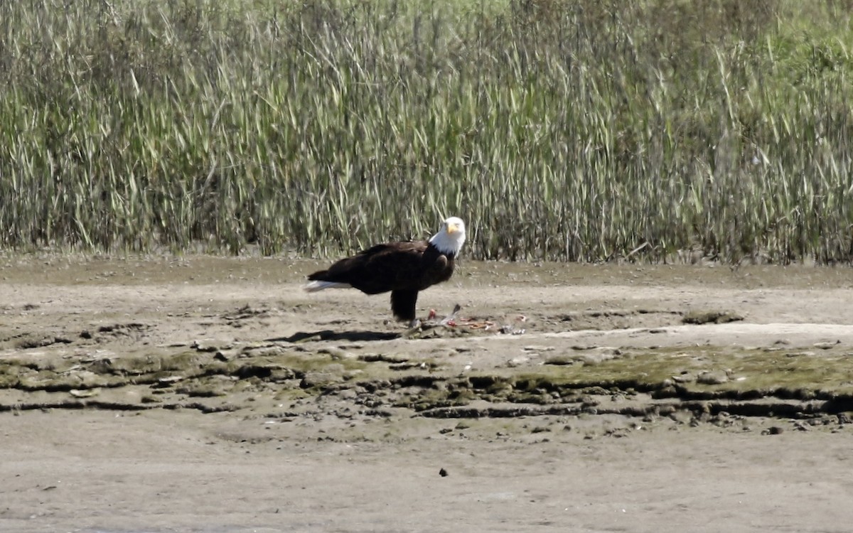 Bald Eagle - John Bruin