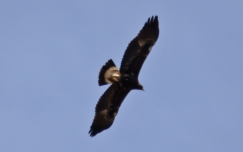 kongeørn - ML147799901