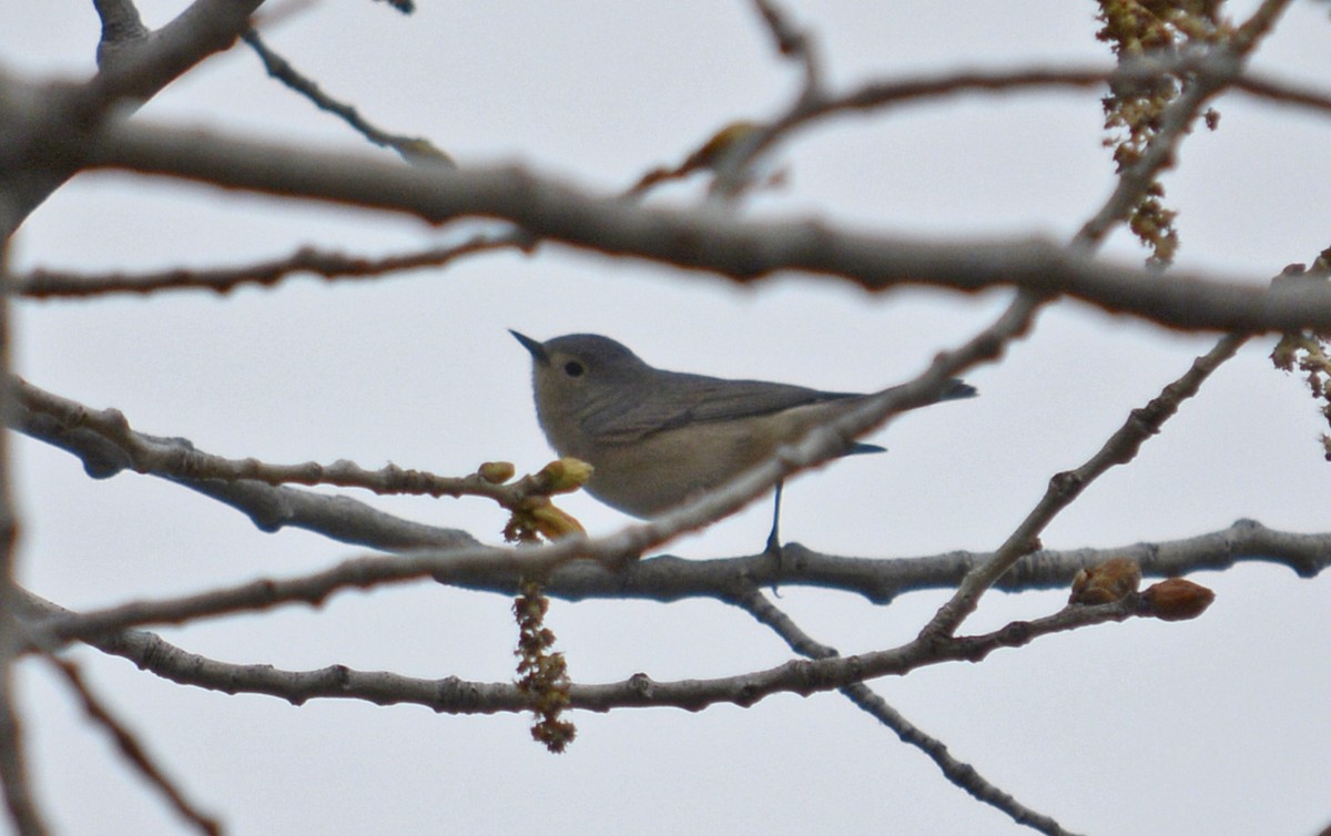 mesquiteparula - ML147800081