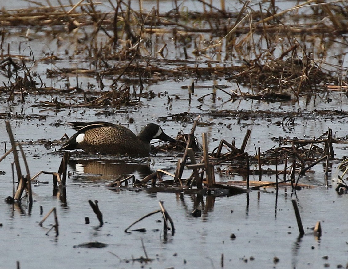 Blue-winged Teal - ML147800091