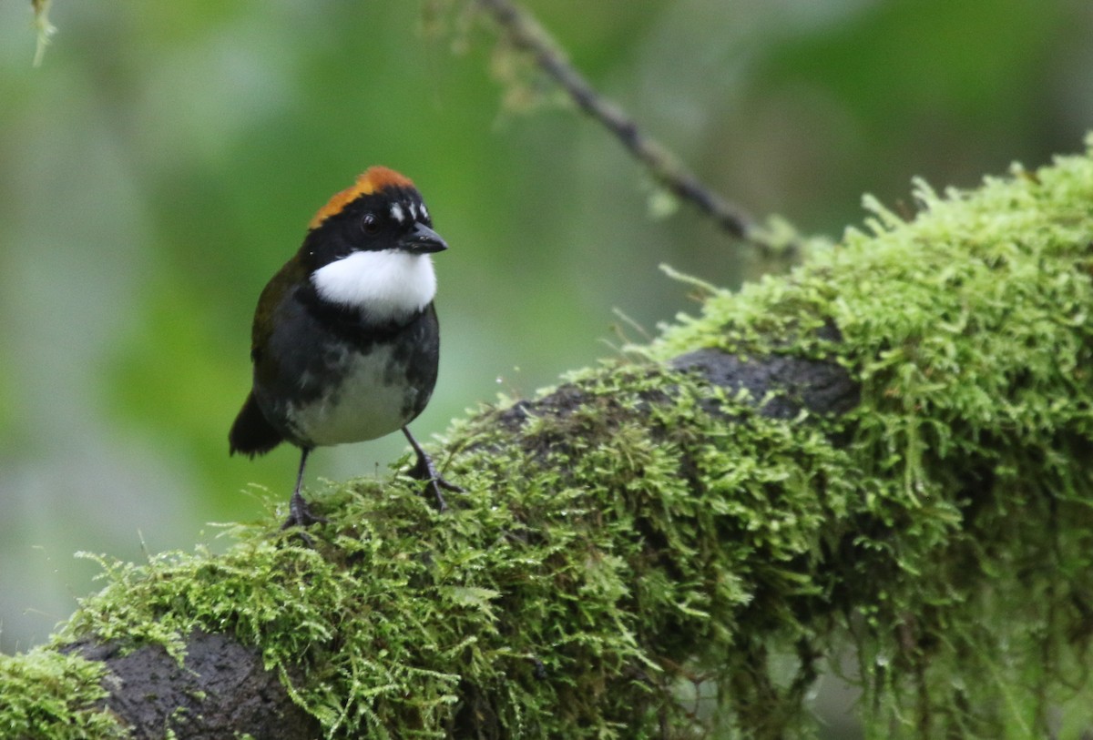 Chestnut-capped Brushfinch - ML147800471