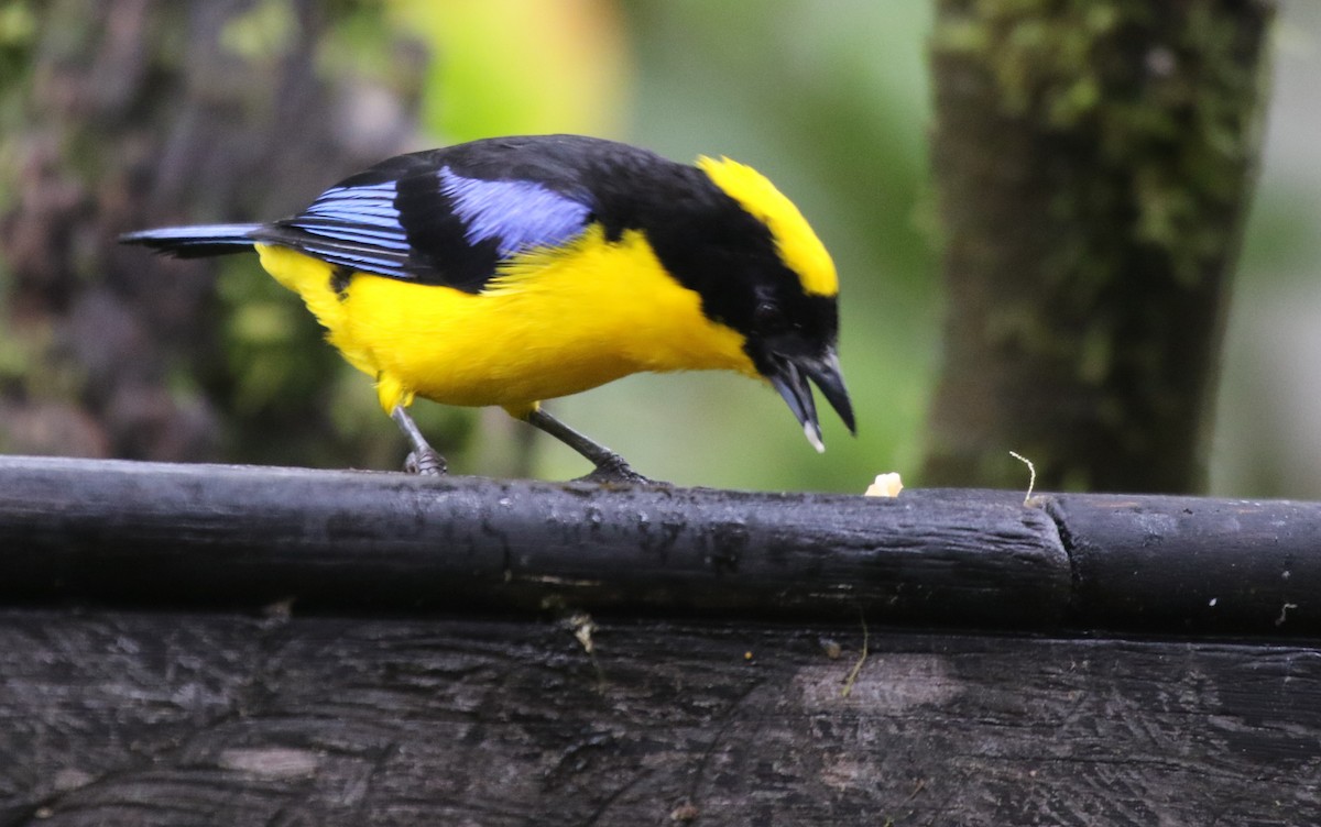 Blue-winged Mountain Tanager - ML147800641