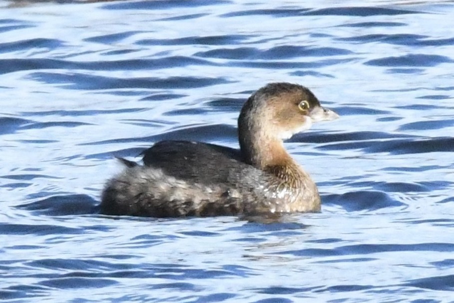 Pied-billed Grebe - ML147801271