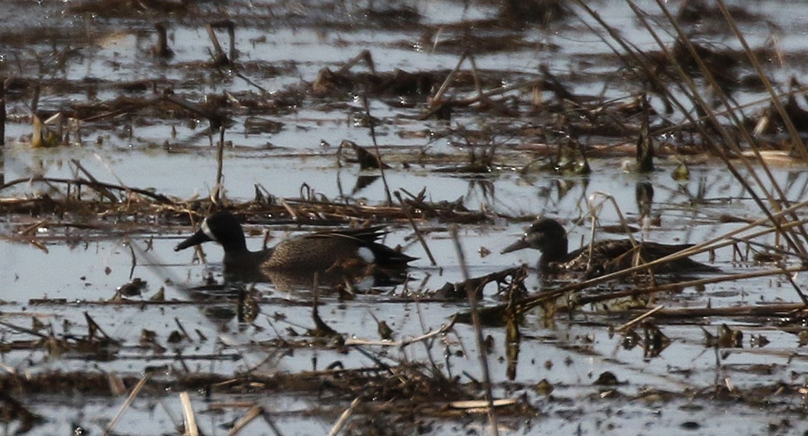 Blue-winged Teal - ML147801551