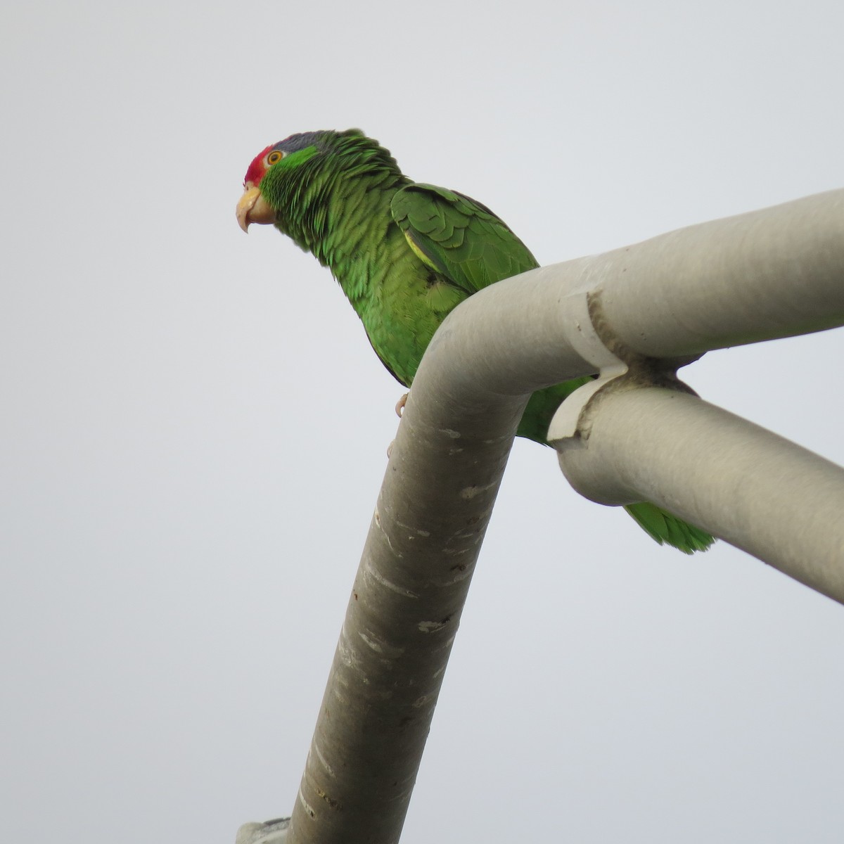 Red-crowned Parrot - ML147802251