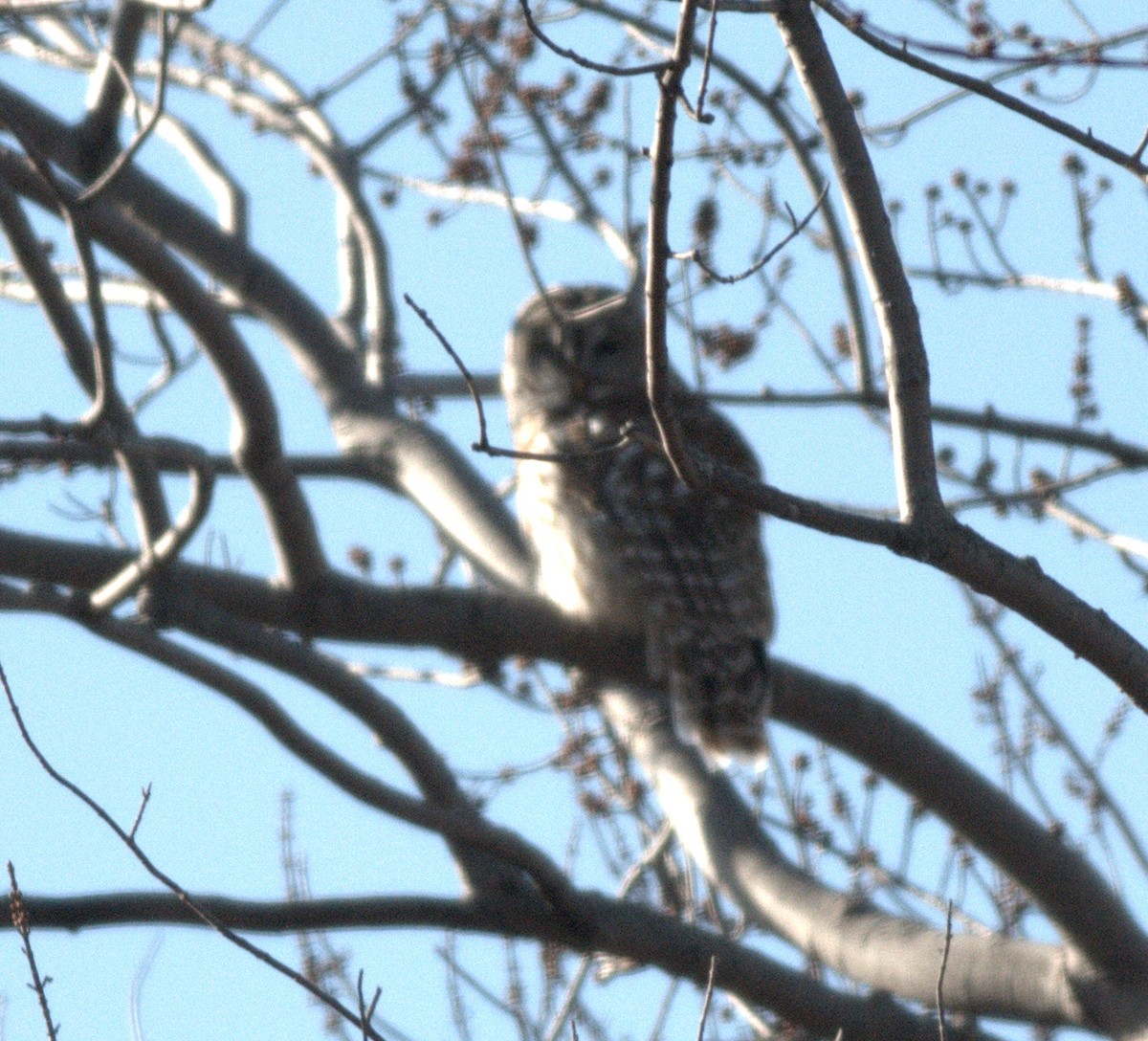 Barred Owl - ML147803321