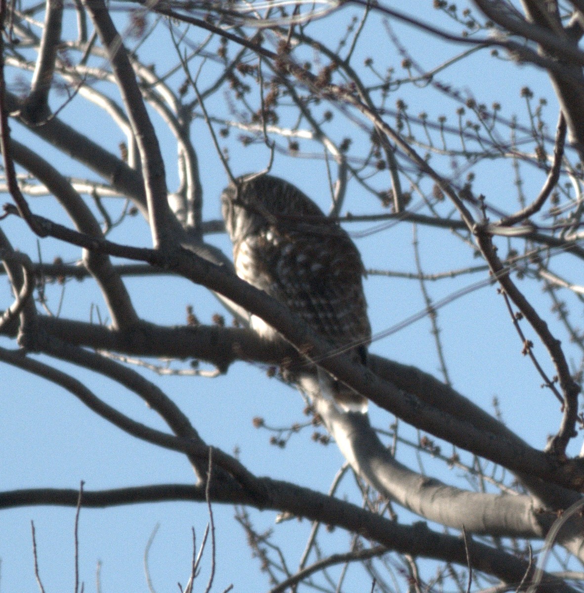 Barred Owl - ML147803341