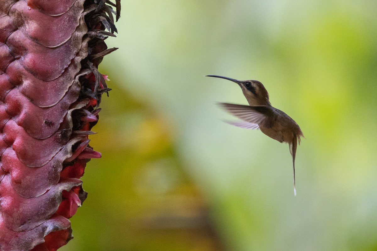 Stripe-throated Hermit - ML147803701