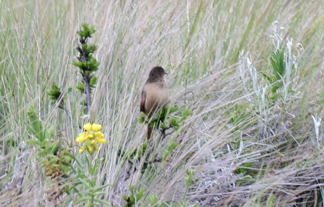 Streak-backed Canastero (Streak-backed) - ML147804001