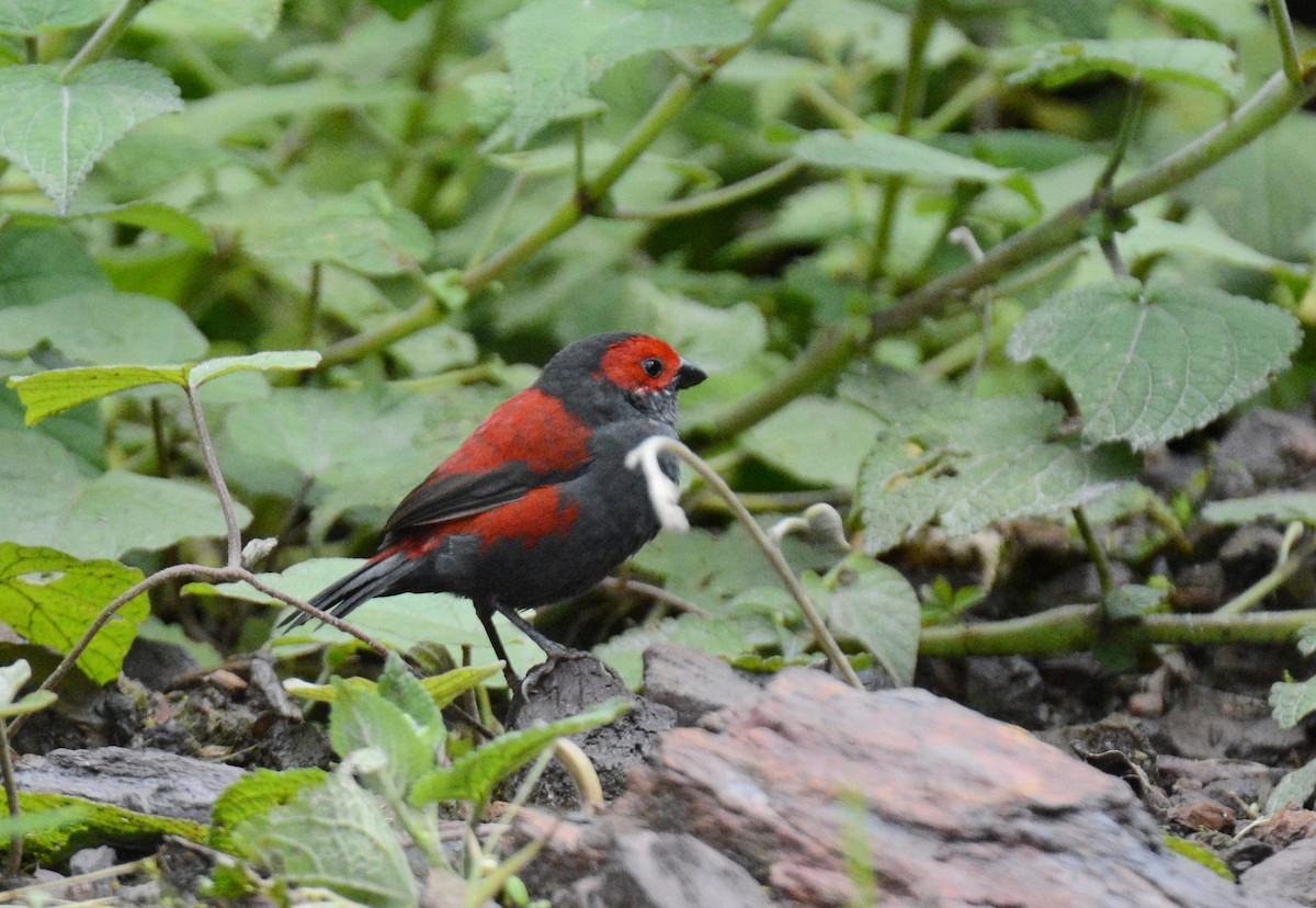 Dusky Crimsonwing - ML147804951