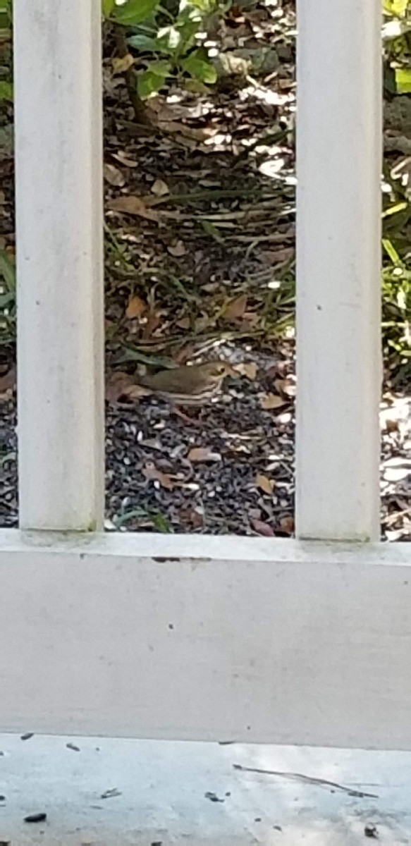 Ovenbird - ML147806401