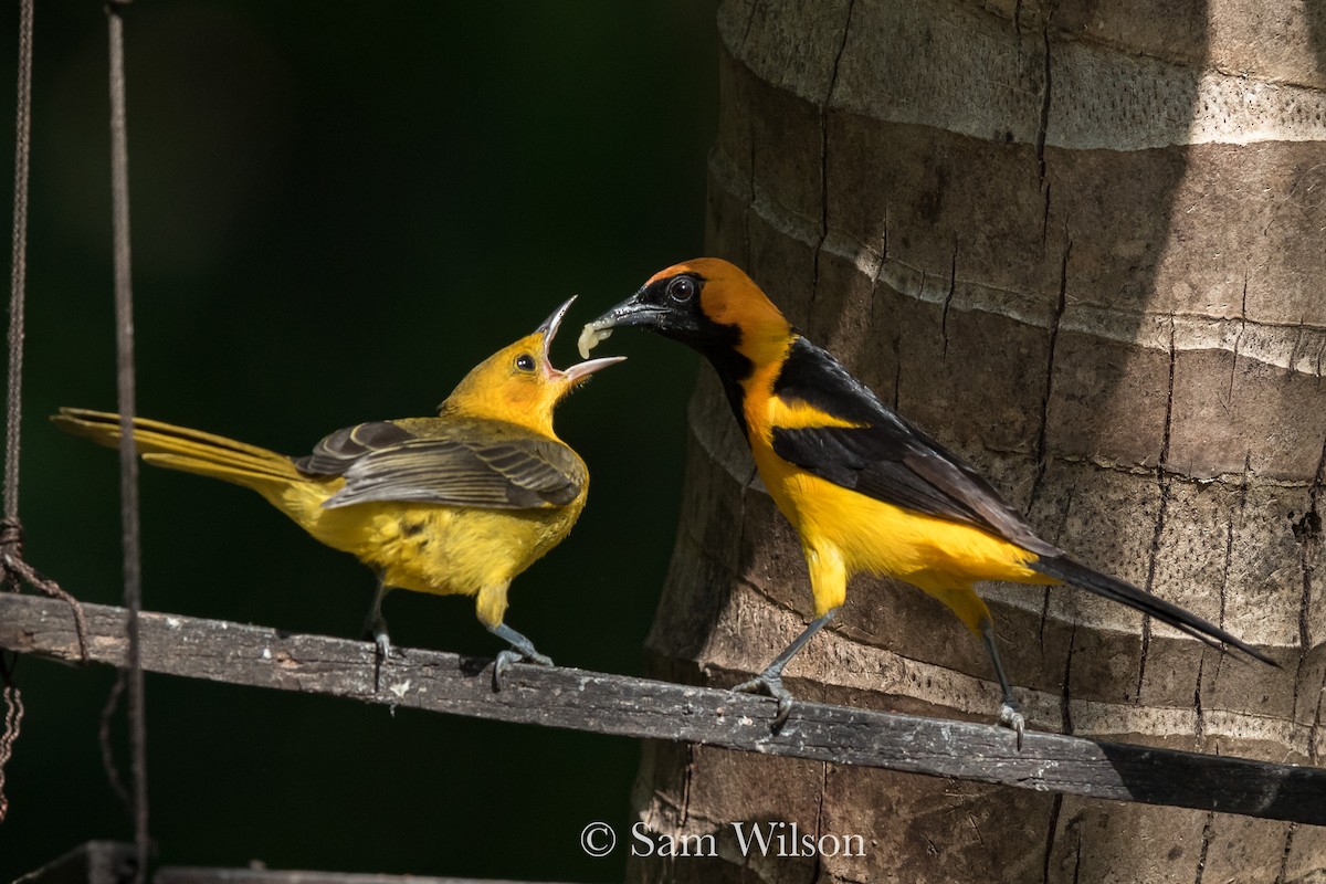 Orange-crowned Oriole - Sam Wilson