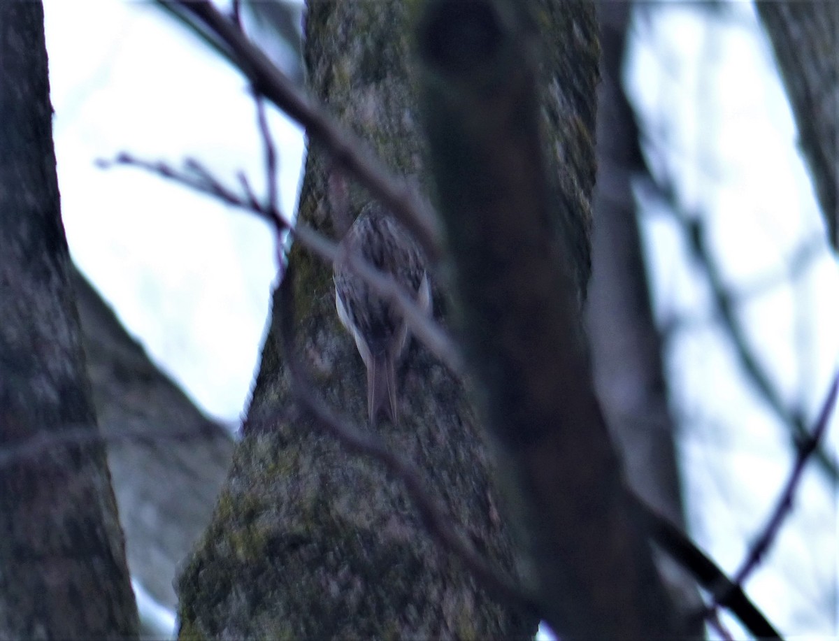 Brown Creeper - Joan Campbell