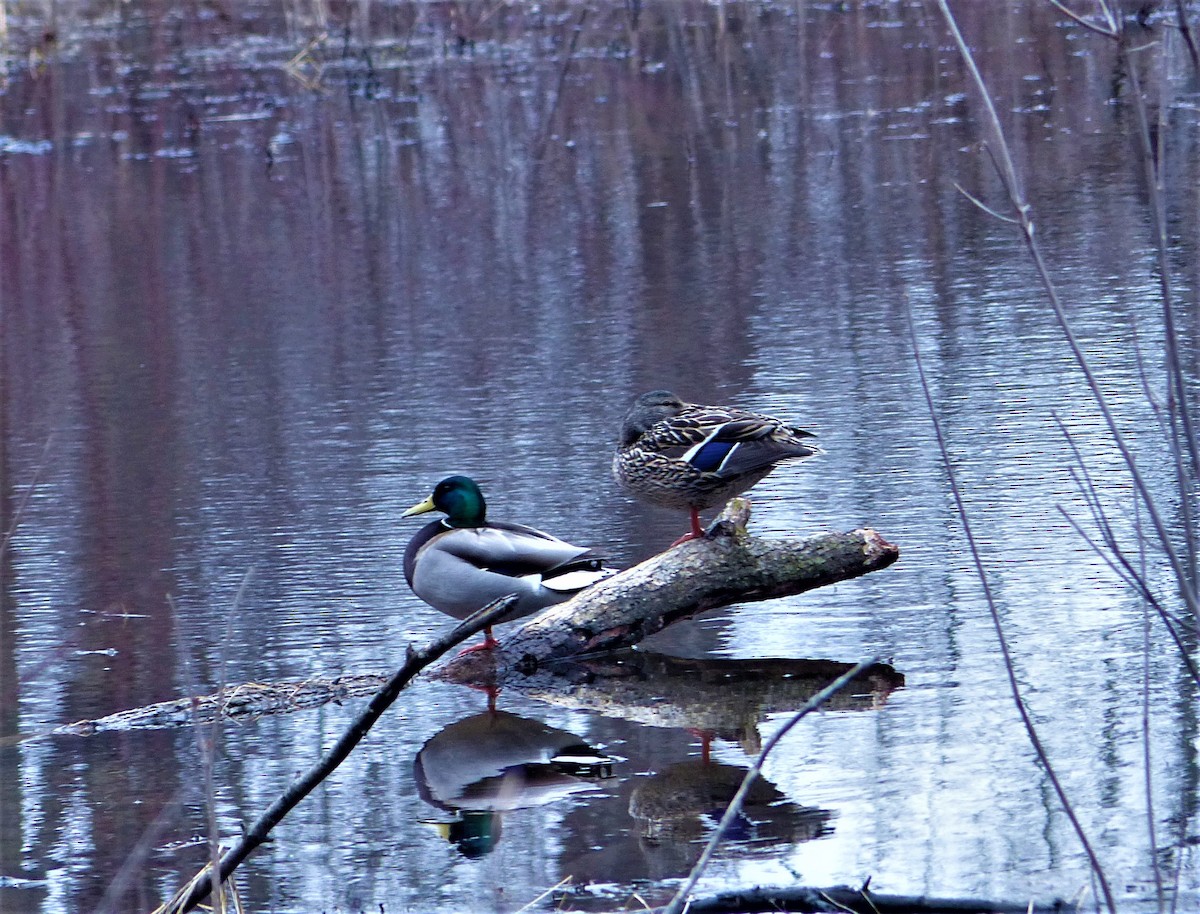 Mallard - ML147811541