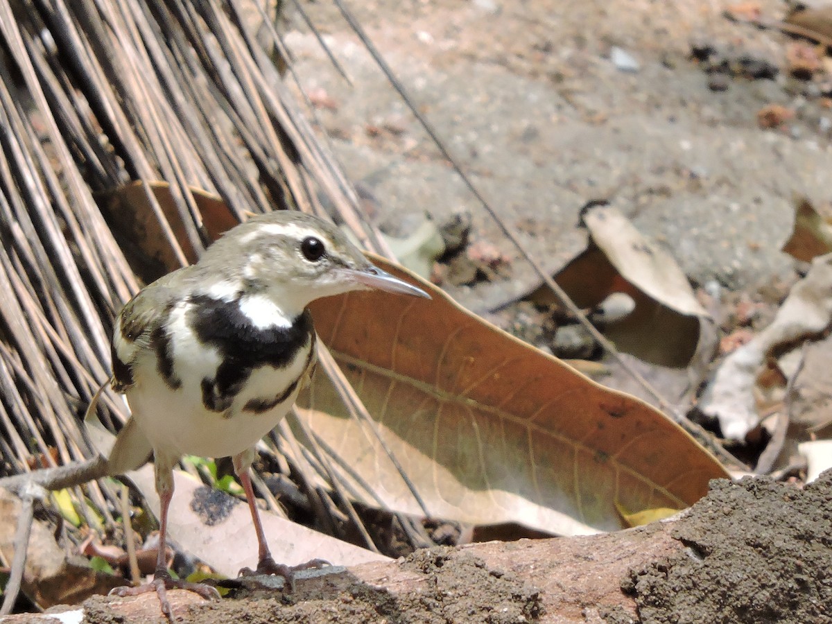 Forest Wagtail - ML147811731