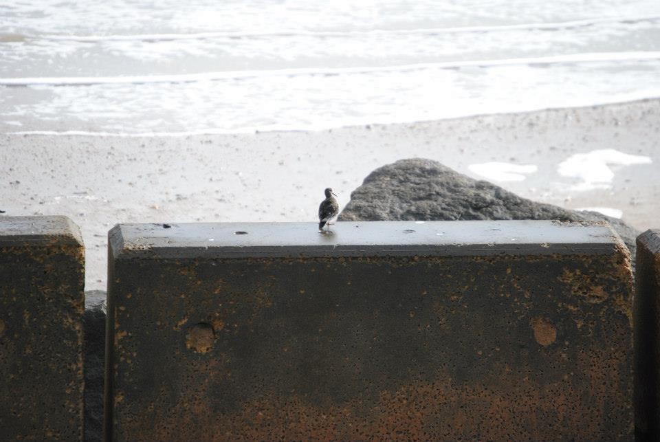 Purple Sandpiper - ML147814311