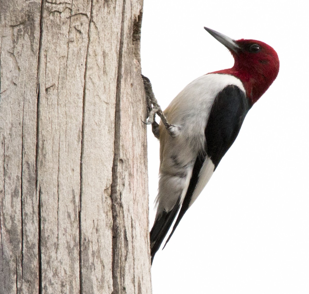 Red-headed Woodpecker - ML147815041